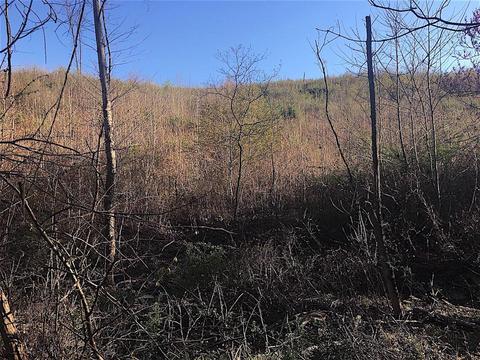 56184 Log Pile Rd, Ray, OH 45672 photo 25