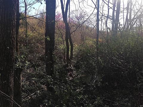 56184 Log Pile Rd, Ray, OH 45672 photo 22
