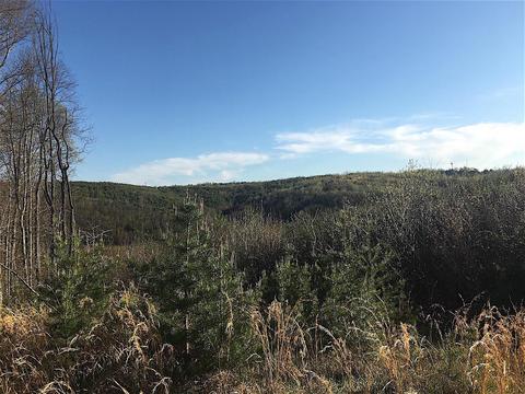 56184 Log Pile Rd, Ray, OH 45672 photo 32