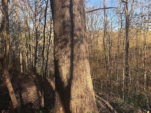 56184 Log Pile Rd, Ray, OH 45672 photo 18