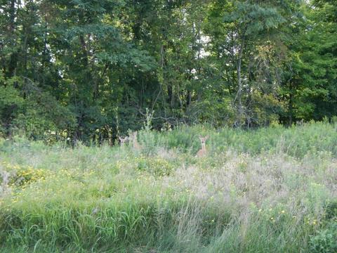 4498 Pleasant View Loop, Powell, OH 43065 photo 52