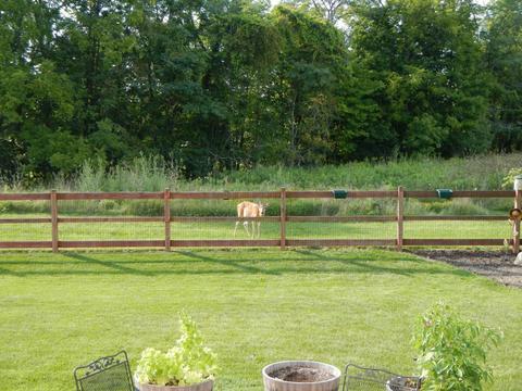 4498 Pleasant View Loop, Powell, OH 43065 photo 51