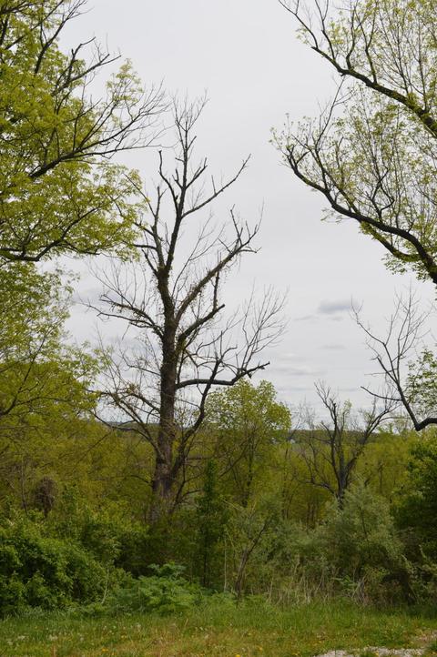 27426 Jackson Rd, Circleville, OH 43113 photo 87