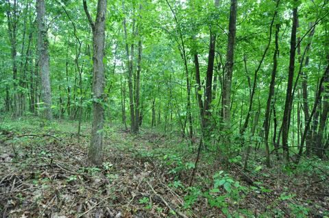 1562 Bert Harrold Rd, Jackson, OH 45640 photo 36