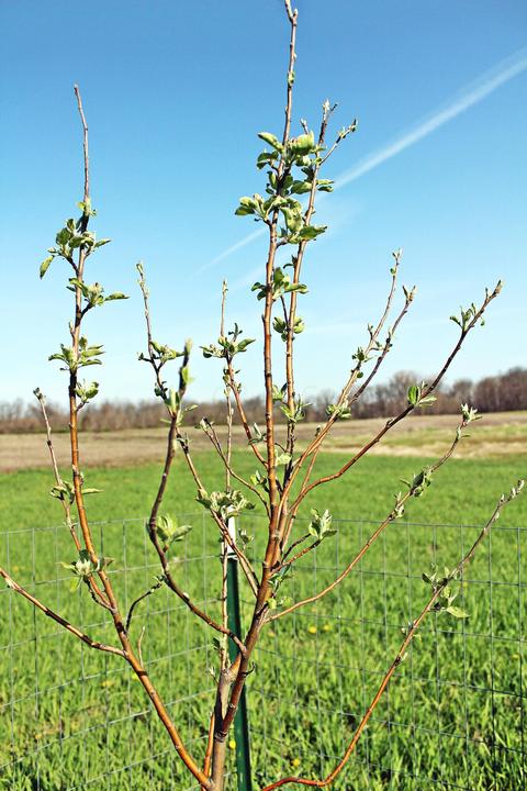 9696 Co Rd 11, De Graff, OH 43318 photo 6
