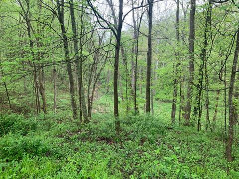 71850 Grey Rd, Vinton, OH 45686 photo 11