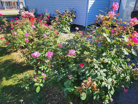 155 Nicholas Dr, Circleville, OH 43113 photo 36