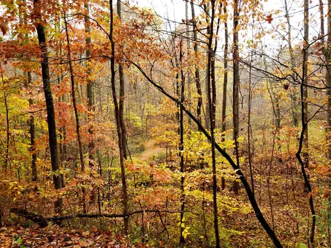 14239 Stump Run, Laurelville, OH 43135