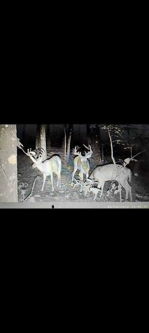 Other - 31660 Molehan Rd, Vinton, OH 45686 photo 26 of 28