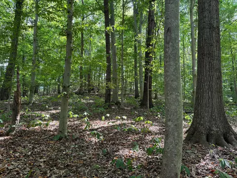 0 Sr 684 Road Apt Rd #(TRACT 12 ALBANY WOODS), Albany, OH 45710