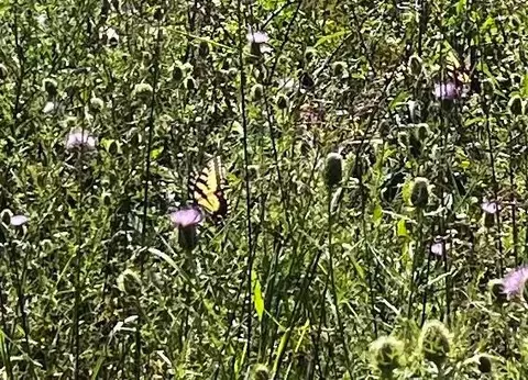 Other - 34116 Pelfrey Rd, Ray, OH 45672 photo 3 of 9