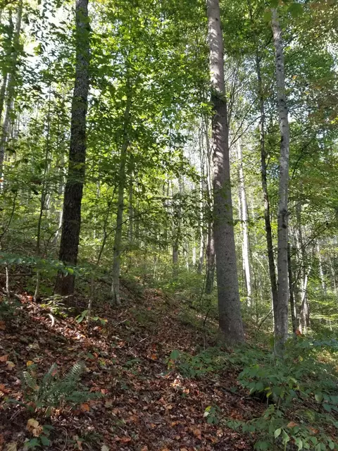 0 Beech Fork Rd, Peebles, OH 45660 photo 14