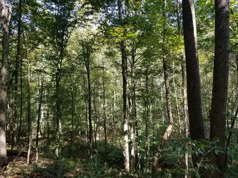 0 Beech Fork Rd, Peebles, OH 45660 photo 6
