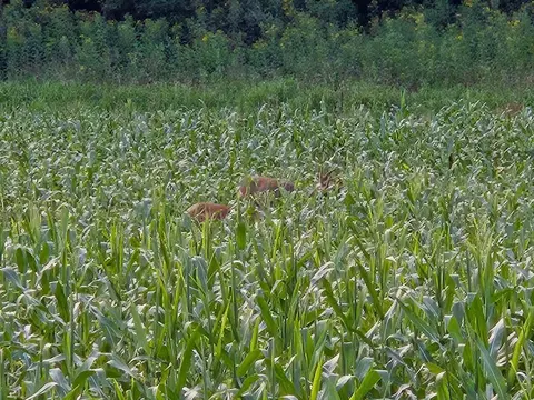 Other - 734 Whitetail Loop, Newark, OH 43055 photo 10 of 10