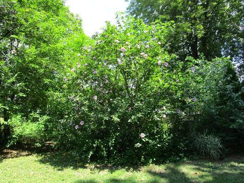 281 Spring St, Clyde, OH 43410 photo 28