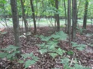 1218 Roscommon Road, Roscommon, MI 48653