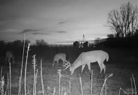 V/l Stewart, Lapeer, MI 48446