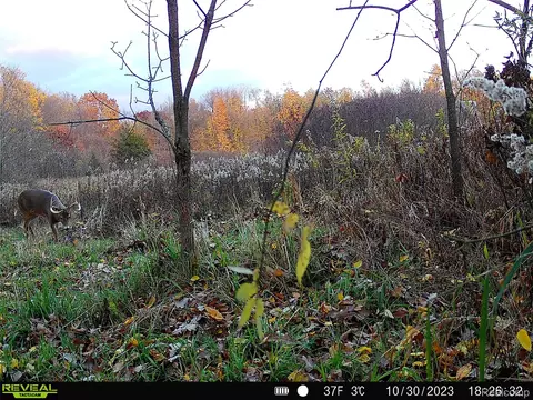 000 Grover Rd, Reading, MI 49274 photo 21