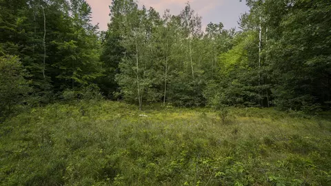 4436 W Adams Rd, Lincoln, MI 48632