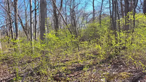 lot S 60-62 Pacific Ave, Casco, MI 49090