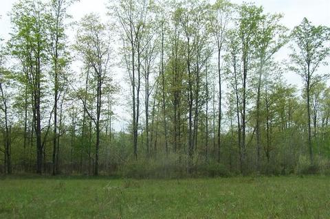 13381 40th Ave, Remus, MI 49340 photo 1