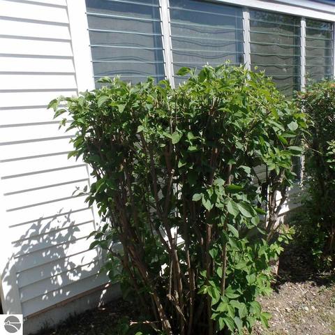 1407 Maple St, Mount Pleasant, MI 48858 photo 33
