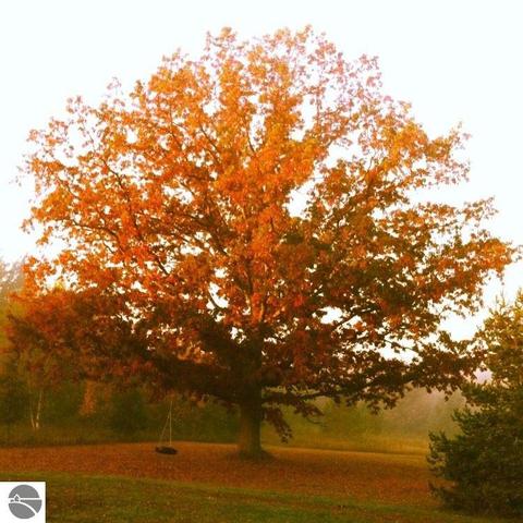 2107 E Countyline Rd, Hale, MI 48739 photo 8
