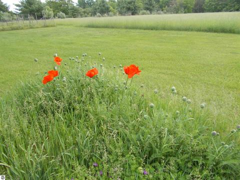 6935 Shellenbarger Rd, Hale, MI 48739 photo 7