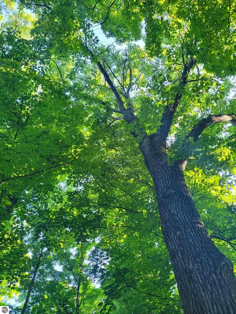 Lot 17 Wind Ridge, Bellaire, MI 49615