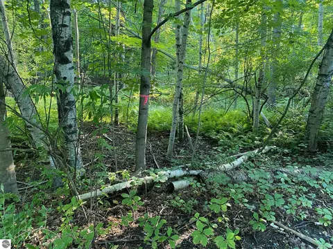 Allegheny Trail, Evart, MI 49631