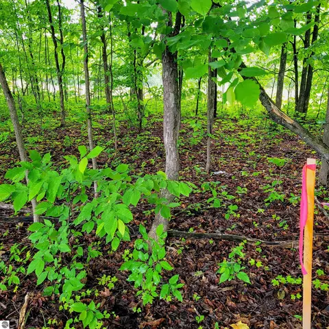 Dorman Road, Kalkaska, MI 49646