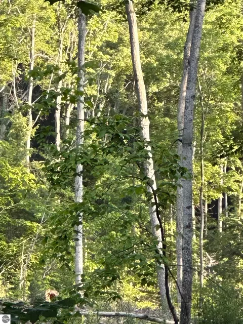 S Lime Lake Road, Cedar, MI 49621 photo 13