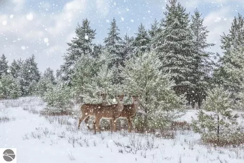 Parcel F N 2 1/2 Road, Buckley, MI 49620