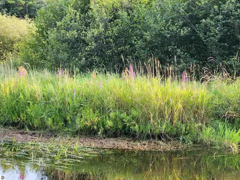 Ausable River Trail, Roscommon, MI 48653 photo 17