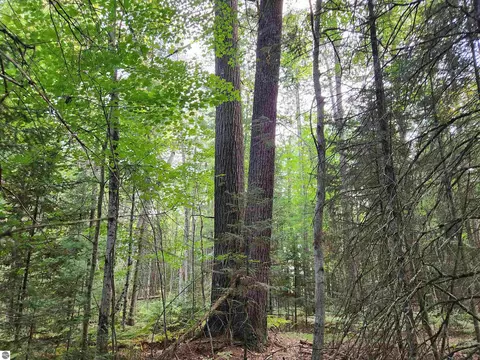 Ausable River Trail, Roscommon, MI 48653 photo 2