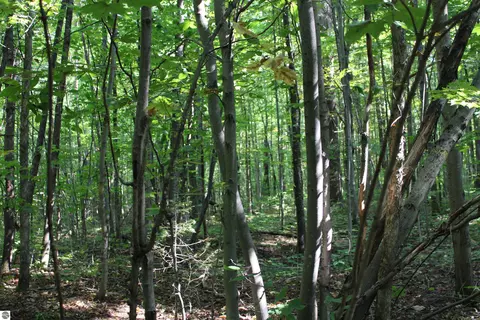 Forest Drive, Kalkaska, MI 49646