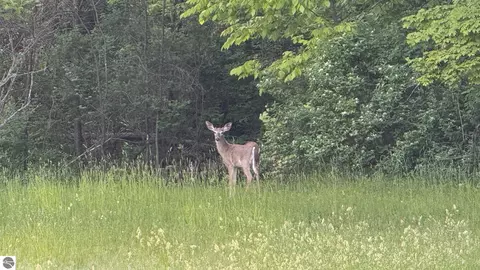 tbd Rushton Rd, Ellsworth, MI 49729 photo 3