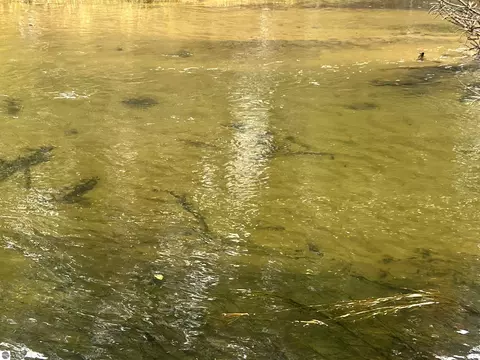 6051 Manistee River Rd, Frederic, MI 49733