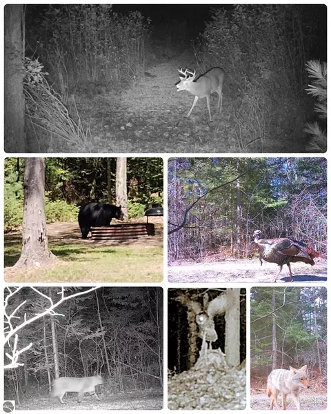 000 Lund Rd SW, Fife Lake, MI 49633