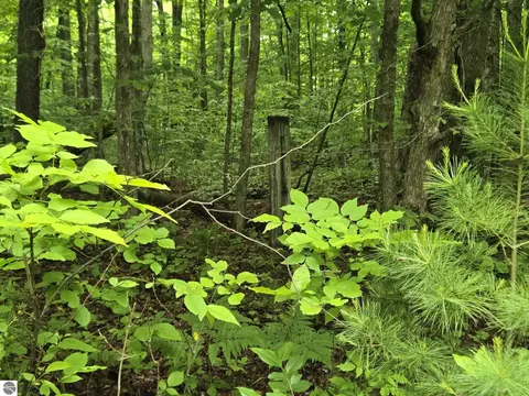 Parcel 1 Maple, Benzonia, MI 49616