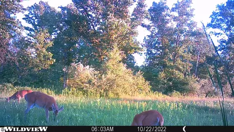 311 S Castor Rd, Shepherd, MI 48883 photo 11