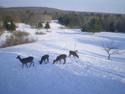 10998 W Ward Rd, Blanchard, MI 49310 photo 24