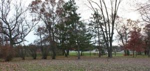 916 W Ellis Ave, Belding, MI 48809 photo 5