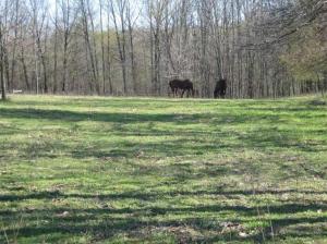 13100 Belding, Belding, MI 48809 photo 9