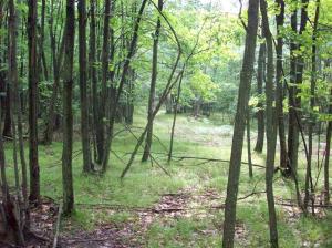5812 State Rd, Chase, MI 49623 photo 9