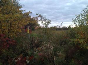 6149 Roy Rd, Gladwin, MI 48624 photo 24