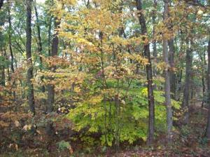 210 Baseline Rd, White Cloud, MI 49349 photo 11