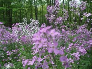 57678 Penn Rd, Cassopolis, MI 49031 photo 4