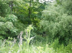 11620 S Tripp Rd, Waldron, MI 49288 photo 7