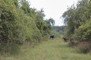 17020 White Rd, Bailey, MI 49303 photo 19